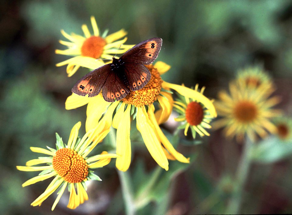 ALPINE, COMMON (Erebia epipsodea) (8-99) utah, mts   (1)