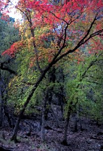HUACHUCA MOUNTAINS, Ramsey Canyon, AZ (11-2-2019) fall color -27 PHOTOSHOP WATERCOLOR