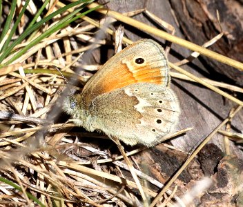 RINGLET. COMMON (Coenonympha tullia) (5-23-2020) terry flats, escdilla mts, apache co, az -03