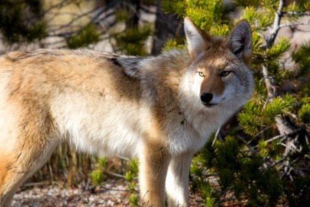 Coyote photo