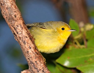 829 - GOLDEN YELLOW WARBLER (2-6-2016) miami-dade co, florida (5)