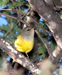 815 - MACGILLIVRAY'S WARBLER (9-10-10) blue haven rd, patagonia, scc, az - (1)