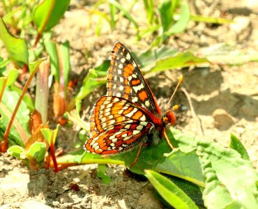 CHECKERSPOT, EDITH'S (Euphydryas editha) (6-21-2018) hurricane ridge, clallam co, wa -01