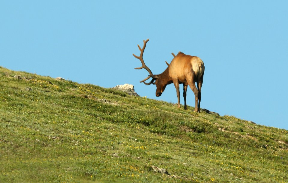 ELK (Cervus elaphus) (7-12-2019) medicine bow bend, rock mt national park, grand co, co -05