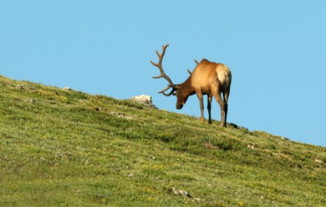 ELK (Cervus elaphus) (7-12-2019) medicine bow bend, rock mt national park, grand co, co -05