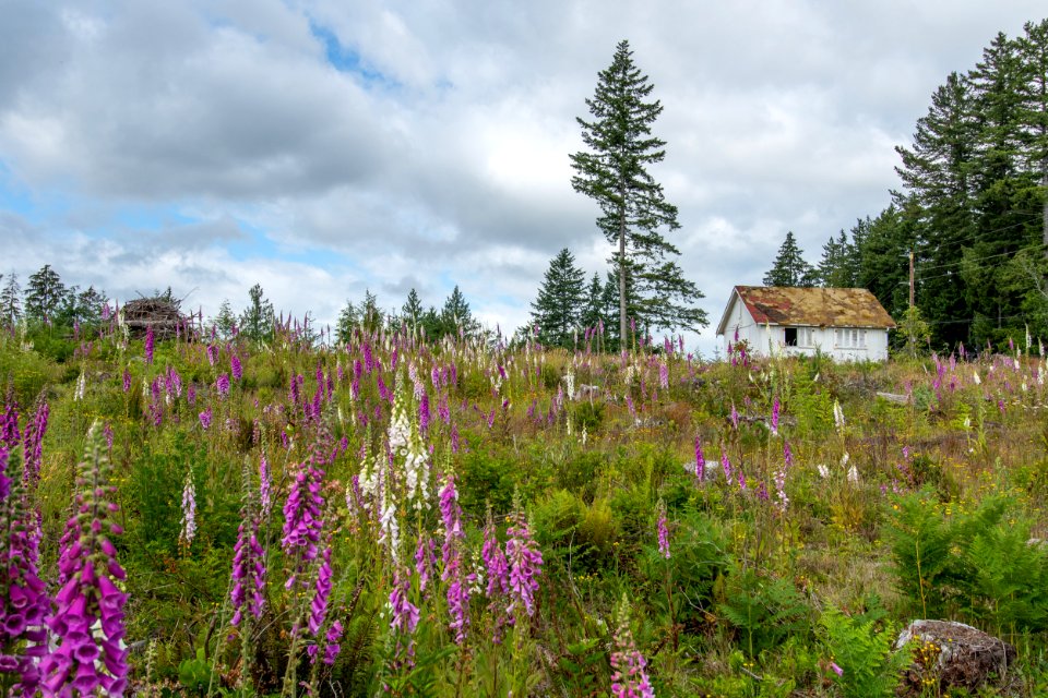 2019-6 Foxglove Farm-3669