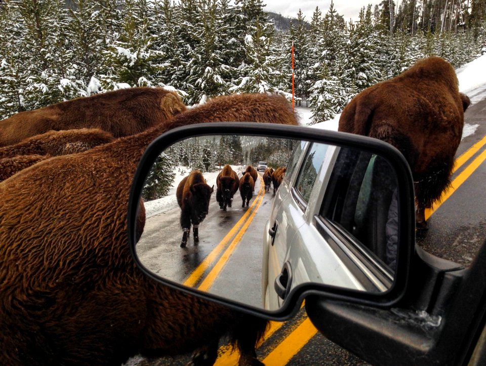 Bison jam on the road to Mammoth