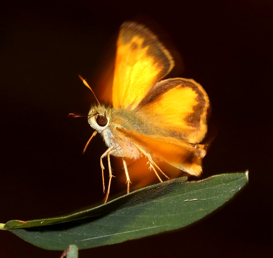 SKIPPER, TAXILES (Lon taxiles) (7-7-2020) 7150 ft, at a creek 0.4 miles down comfort springs trail from ramsey cayn vista c g, cochise co, az -05