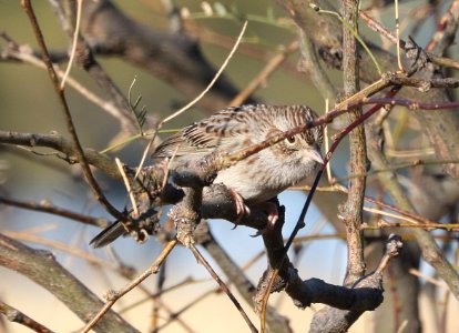 868 - CASSIN'S SPARROW (1-17-2017) lake patagonia ranch estates, santa cruz co, az -02