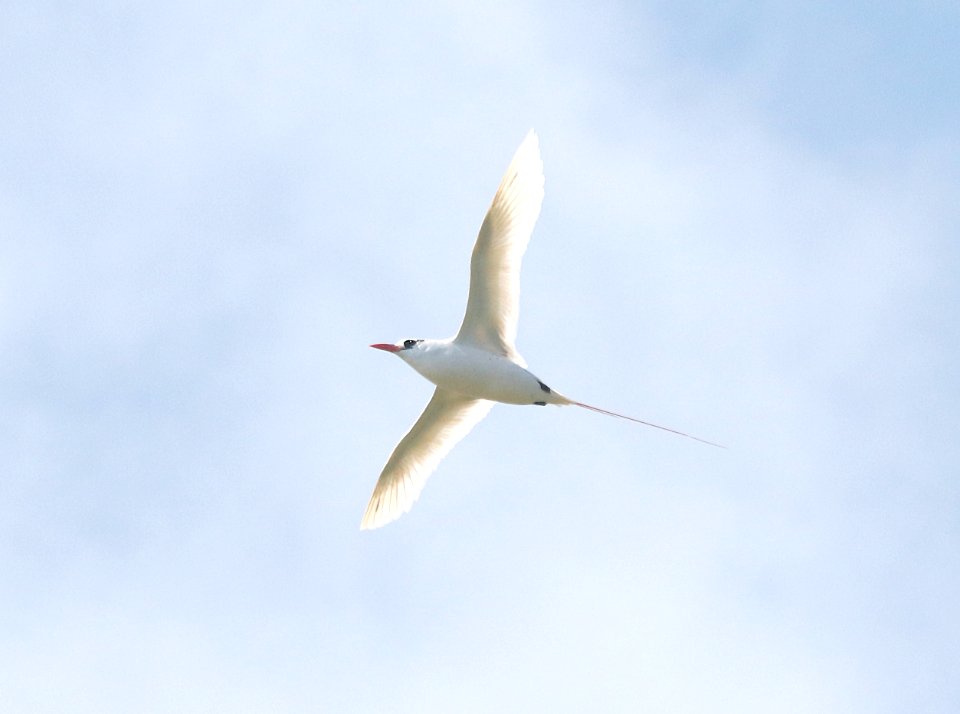 RED-TAILED TROPICBIRD (4-28-2018) kilauea lighthouse, kauai co, hawaii (3)