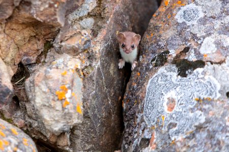 Short-tailed weasel perched in a crack between two rocks