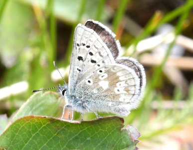 BLUE, ARCTIC (Plebejus glandon) (7-19-2015) 10,700 ft, wolf creek pass, mineral co, co -02