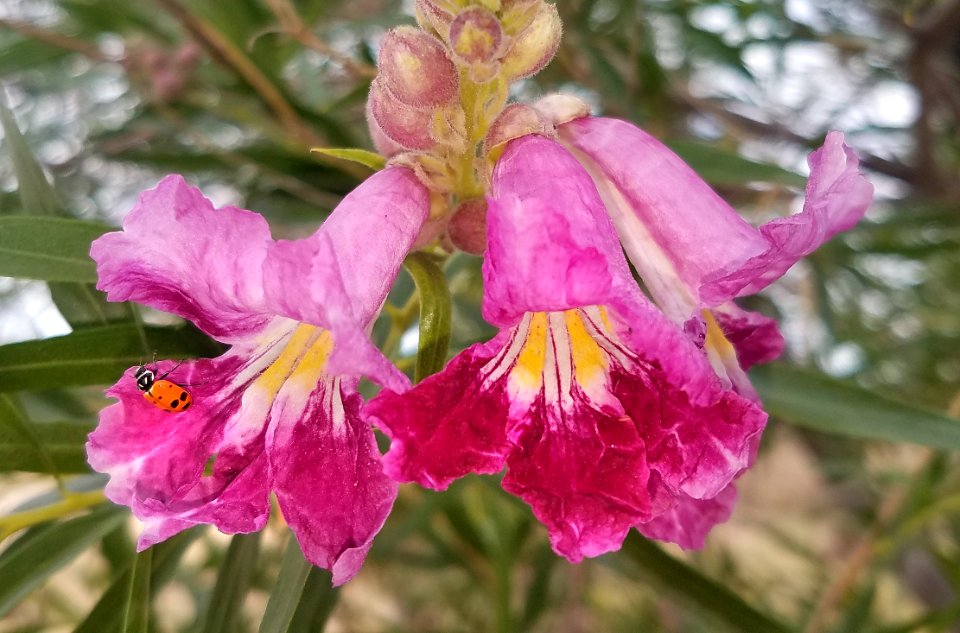 DESERT WILLOW (Chilopsis linearis) & CONVERGENT LADY BEETLE (Hippodamia convergens) (5-14-2020) hereford, cochise co, az -02