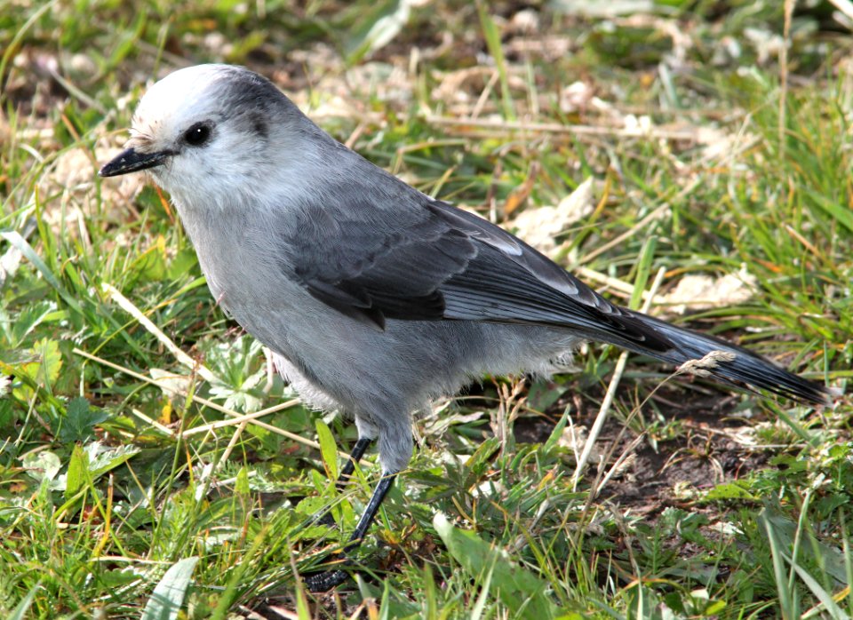 634 - CANADA JAY (8-24-12) dunton meadow, near lizard head, dolores co, co  (8)