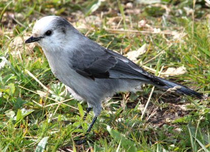 634 - CANADA JAY (8-24-12) dunton meadow, near lizard head, dolores co, co  (8)