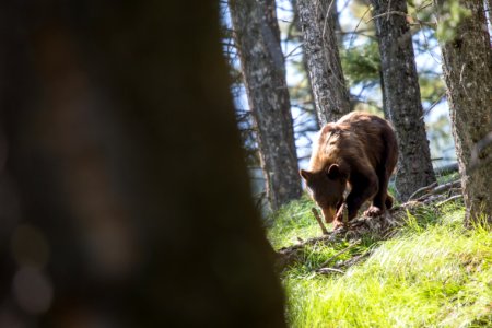 Cinnamon black bear near Mammoth Hot Springs photo