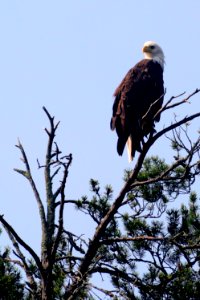 Submitted by Bob Bullens