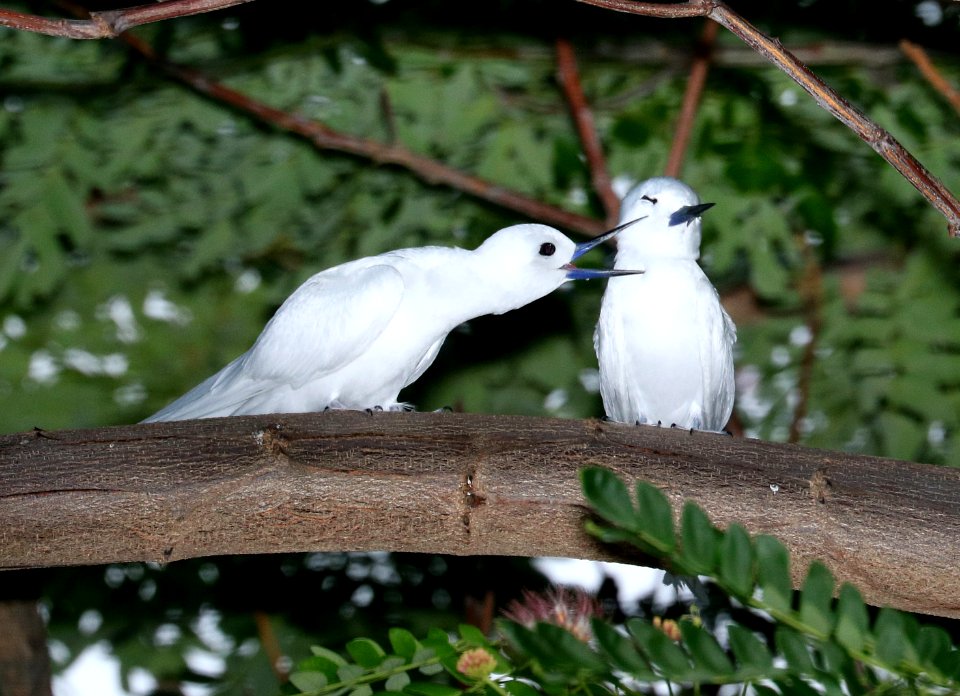WHITE TERN (9-17-2017) oahu cemetary, honolulu co, oahu, hawaii -07
