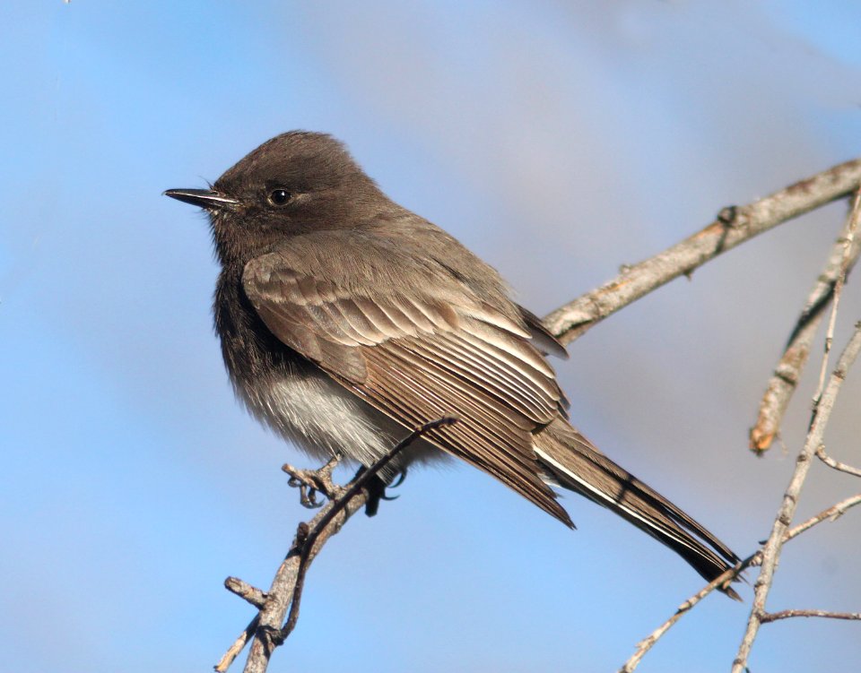 PHOEBE, BLACK (1-17-13) just s of Rio Rico Dr, scc, az -01