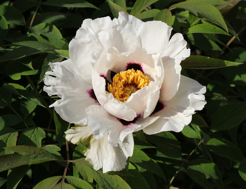 Blossom blooming plant