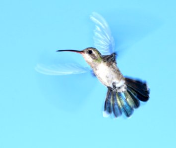 507 - BROAD-BILLED HUMMINGBIRD (8-20-2016) 78 circulo montana, patagonia lake ranch estates, scc, az