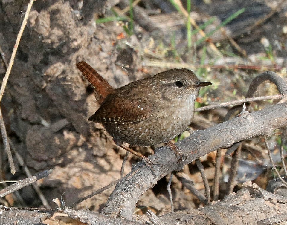 694 - WINTER WREN (3-24-2017) patagonia lake, santa cruz co, az -01