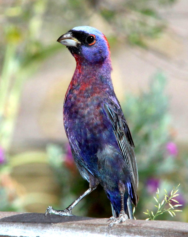 925 - VARIED BUNTING (7-2-12) 78 circulo montana, patagonia lake ranch estates, scc, az  (3)