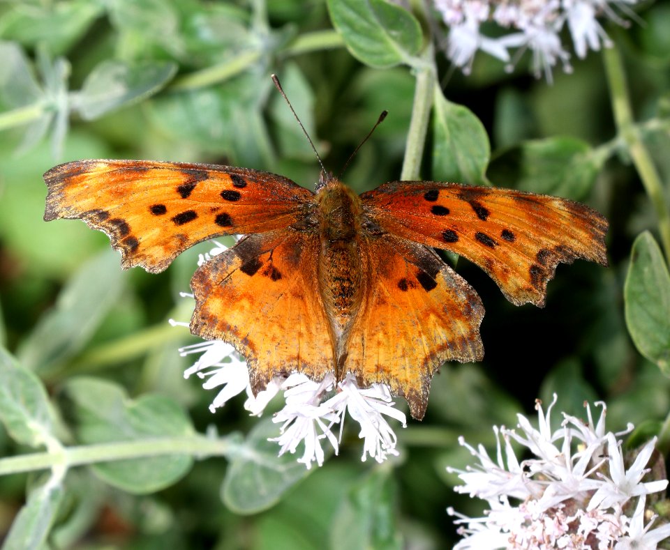 COMMA, HOARY (Polygonia gracilis)  (8-9-2017) placer co, ca (3)