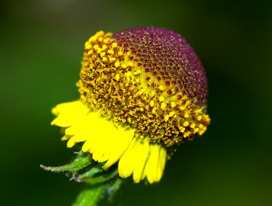 COAST MARSH SNEEZEWEED (helenium puberulum) (7-6-08) coon creek, montana de oro s p, san luis obispo co, ca