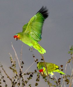 RED-LORED PARROT (2-15-2015) oliviera park, brownsville, cameron co, tx -02
