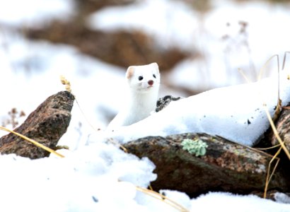 Long-tailed weasel photo