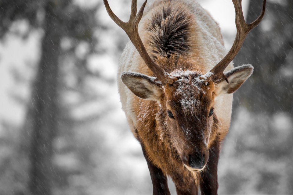 Bull elk, Mammoth Hot Springs