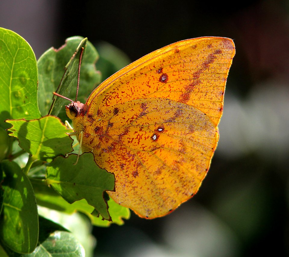 SULPHUR, ORANGE-BARRED (Phoebis philea) (3-8-13) key west, monroe co, fl
