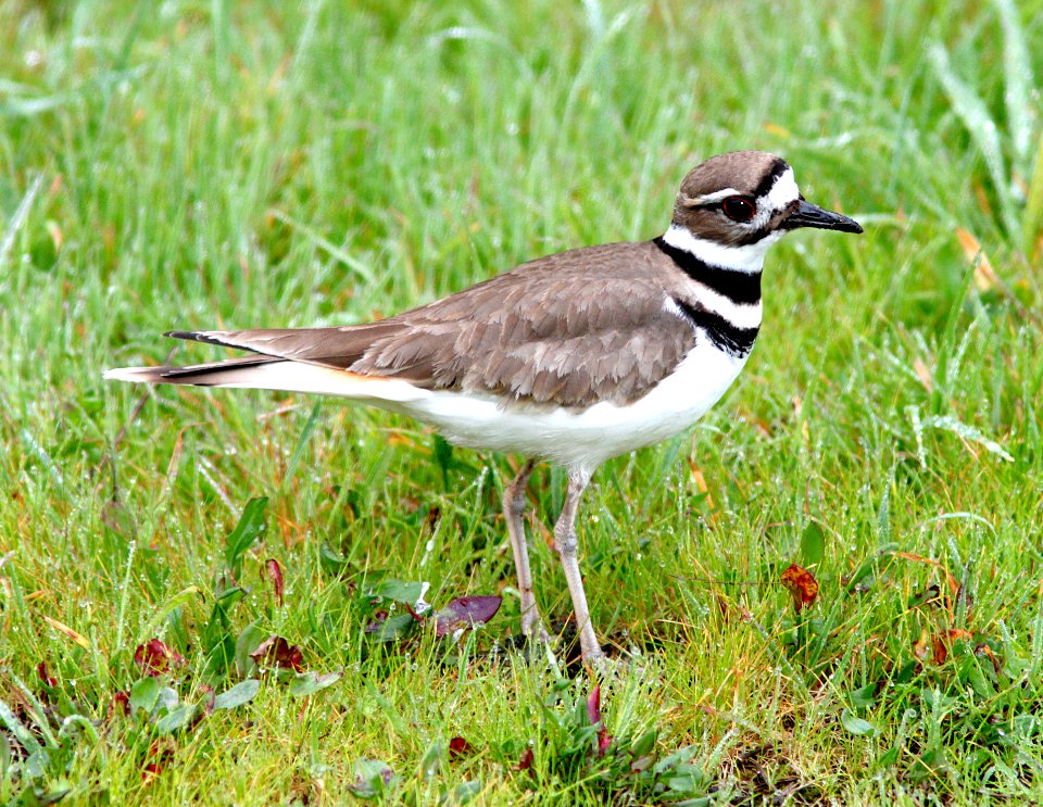 267 - KILLDEER (2-1-11) slo co, ca (3)