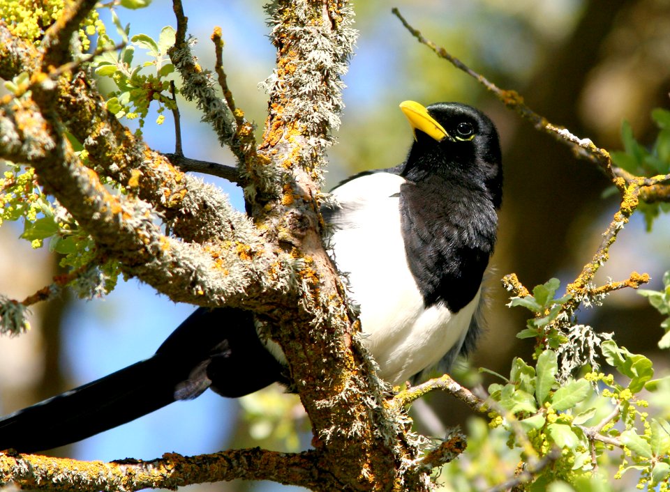 646 - YELLOW-BILLED MAGPIE (3-26-08) rest area n of paso robles, slo co, ca (5)