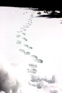Grizzly bear tracks