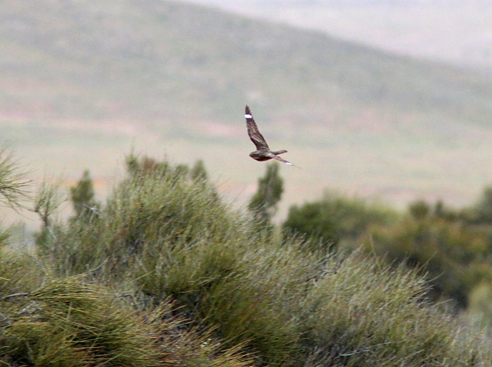 NIGHTHAWK, LESSER (4-22-10) porno wash, carrizo plain nat mon -05