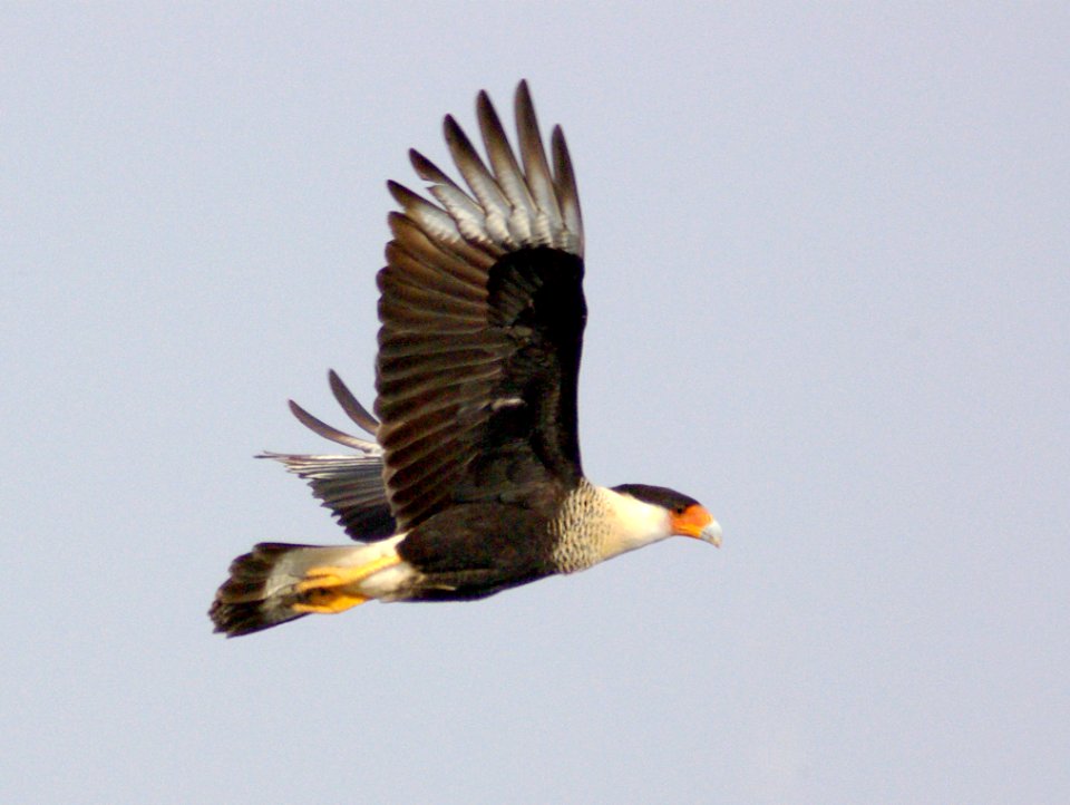 547 - CRESTED CARACARA (1-3-09) raymondville, tx