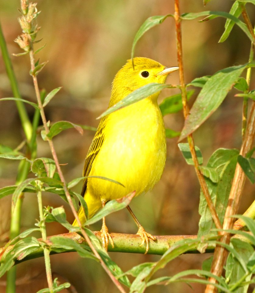829 - YELLOW WARBLER (9-27-2018) pepperell, middlesex co, ma -06