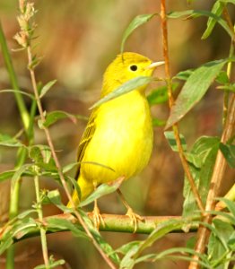 829 - YELLOW WARBLER (9-27-2018) pepperell, middlesex co, ma -06