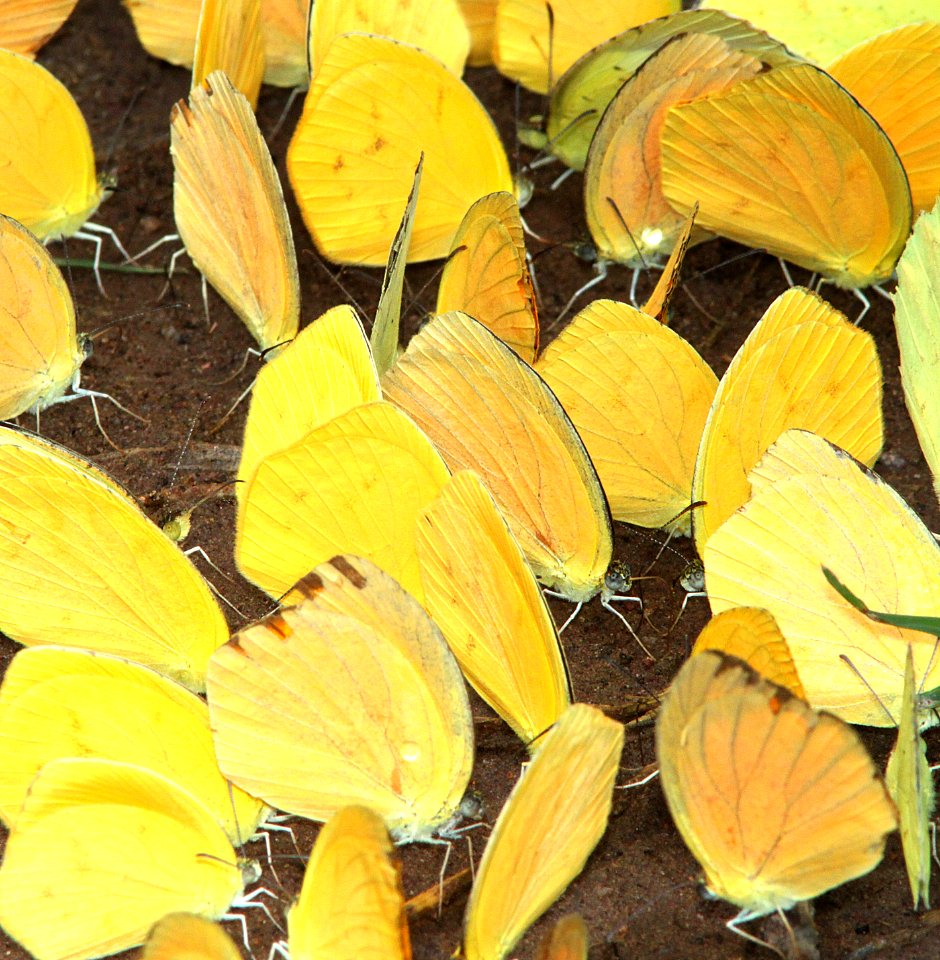 MEXICAN YELLOWS, TAILED ORANGE & S DOGFACE puddling (9-7-12) harshaw road, patagonia mts, scc, az -04