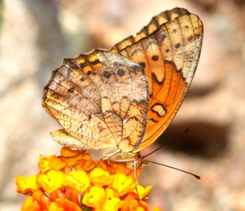 FRITILLARY, MEXICAN (Euptoieta hegesia) (8-8-12) 78 circulo montana, patagonia lake ranch estates, scc, az -02
