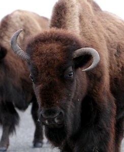 Cow bison with unusual horns