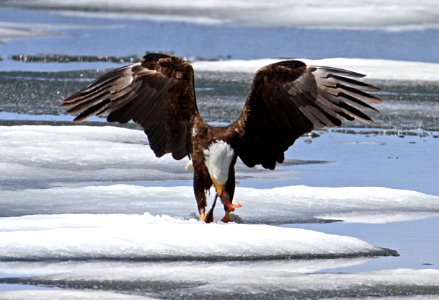 Bald eagle feeding on a lake trout on Lewis Lake photo
