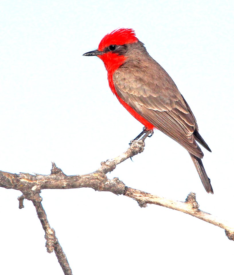 589 - VERMILION FLYCATCHER (4-20-13) patagonia-sonoita creek preserve, scc az