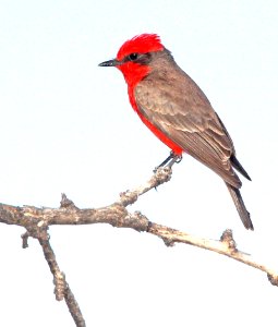589 - VERMILION FLYCATCHER (4-20-13) patagonia-sonoita creek preserve, scc az