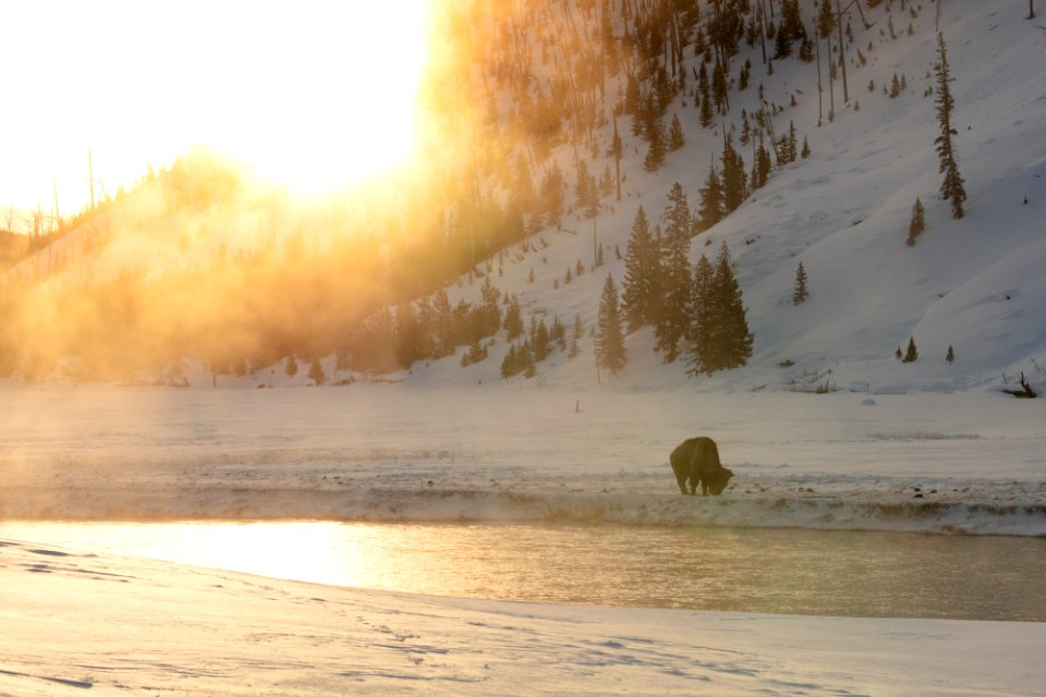 A bison grazes along the Madison RIver at sunrise