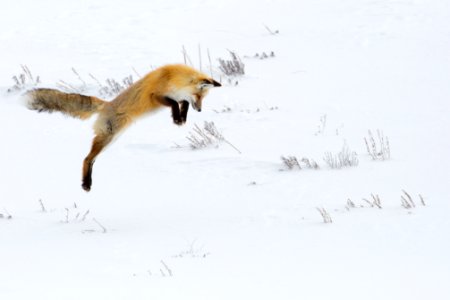 Hunting fox, Hayden Valley photo