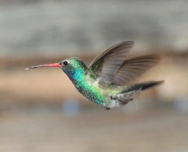HUMMINGBIRD, BROAD-BILLED (3-23-11) 78 circulo montana, patagonia lake ranch estates, scc, az -01