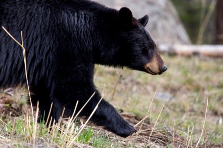 Bear in motion, Lamar Valley
